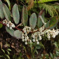 Gaultheria fragrantissima Wall.